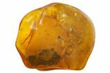 Detailed Fossil Ant, Fly and Mite in Baltic Amber #142234-2